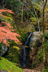 紅葉の氷ノ山、天滝・横行渓谷散策