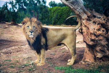 The view of male lion in wild life