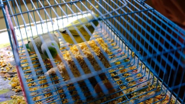 Tiny birds eating corn inside cage together