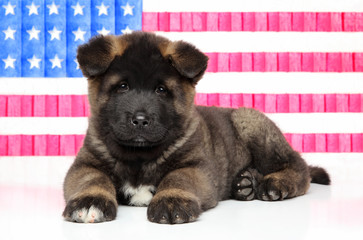 American Akita puppy on US flag background