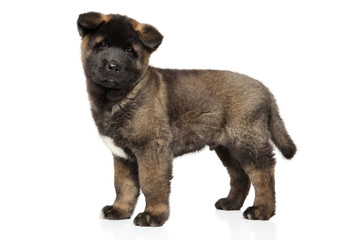 American Akita puppy in stand on white background