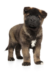 American Akita puppy on white background