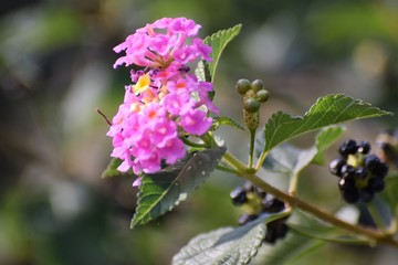 beautiful Cyprus garden
