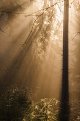 Lichtstrahlen im Wald