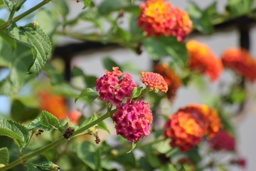 beautiful Cyprus garden