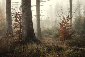 Nebel im Kaufunger Wald