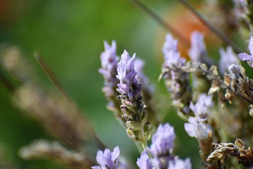 beautiful Cyprus garden