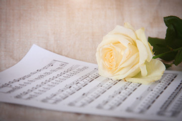 Delicate background with white rose and musical notes.