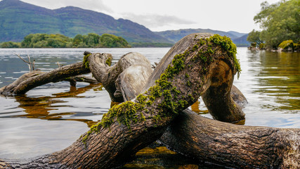 Closeup of two twisted fallen trees covered in moss at the lake shore. Landscape in Killarney National Park, County Kerry, Ireland.