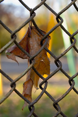 Autumn. Dry leaf caught on the iron mesh