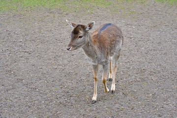 young deer looking relaxed in public park during autumn season.