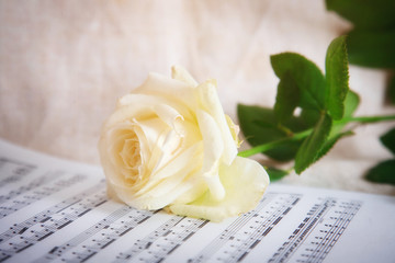 Delicate background with white rose and musical notes.