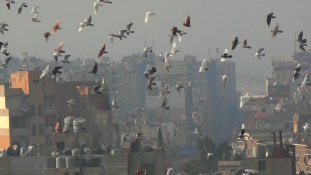 Flock of pigeon birds flying above the city