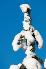 Snow covered pine tree