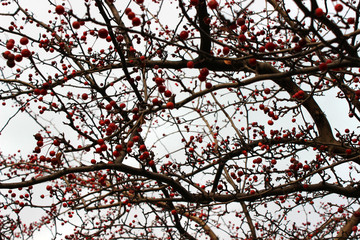 Briar berry treetop