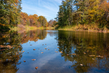 Obraz premium A quiet tired river flows through the autumn sunny forest. The brightest time of autumn is golden autumn. Trees, before plunging into a long sleep, throw gold clothes from rapidly yellowing leaves.