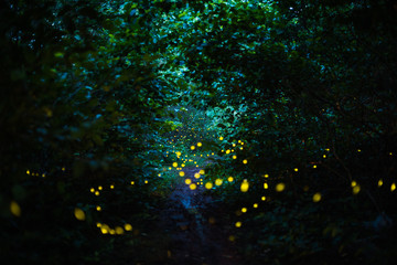 Firefly flying in the night forest