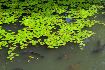 Obraz na płótnie Canvas carps in pond between water lilies 