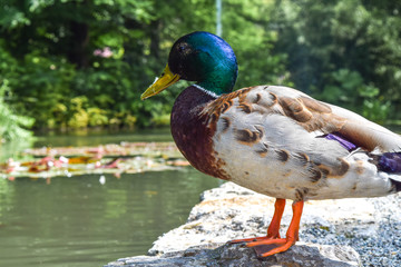 Mallard wild duck standing outside the water