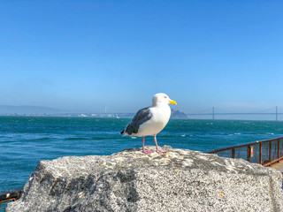 Seagull sitting on rock in front of Oakland Bay Bridge in San Francisco, blue sky and blue ocean