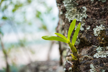 orchid on tree