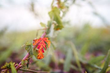 Vintage style and romantic abstract nature view of grass flower
