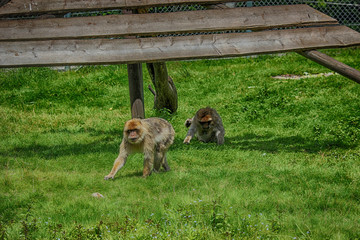 Affen im Gras | monkey in the grass