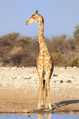 Giraffe at the waterhole in the Etosha National Park, Namibia