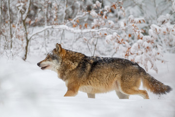 Wolf (Canis lupus) in the snow in the animal enclosure in the Bavarian Forest National Park, Bavaria, Germany.