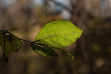 Grünes Blatt mit Tautropfen