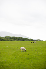 White sheep grazing with 3 different colored sheeps with fleece next to each other  in background