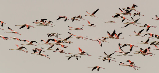 Flamant rose,.Phoenicopterus roseus, Greater Flamingo