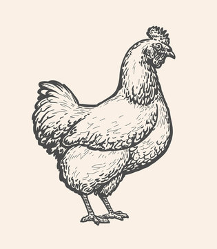 Chicken, hen sketch. Poultry farm, farming concept. Vintage vector illustration