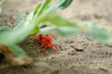 Little furry clover mite