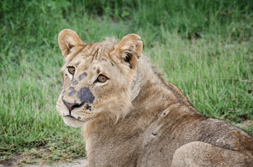 Young african lion portrait, Chobe national Park, Botswana