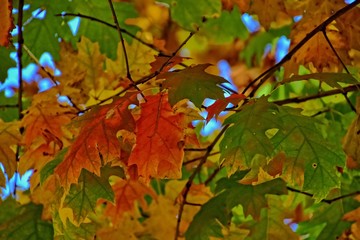 Fototapeta na wymiar red autumn background of oak leaves on a blue sky background