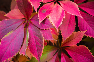 Planta de flores como enredadera en otoño