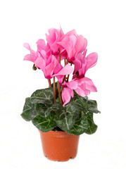Cyclamen persicum, the Persian cyclamen, is a species of flowering herbaceous perennial plant