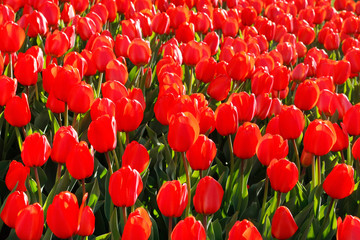 Beautiful bright fresh red tulips glowing on sunlight