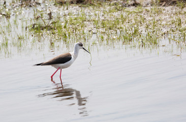 Black-winged Stilt  (Himantopus hymantopus)  and spotted thick-knee bird (Burhinus oediknemus)