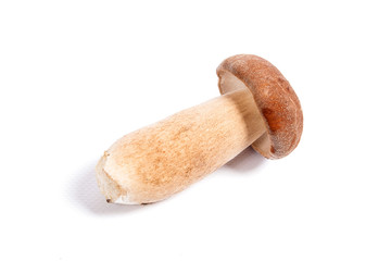 Single Porcini mushroom known as boletus edulis isolated on white background.