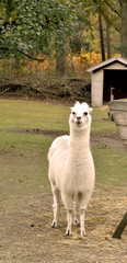 Obraz premium tame lama with funny way of eating straw
