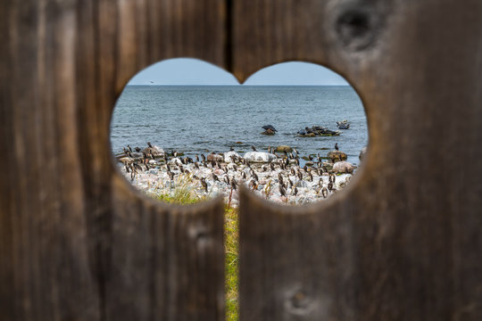 Scenic wildlife and nature with water, birds and seals seen through a wooden peephole outdoors in Sweden.