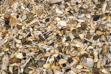 muscheln am Strand © Erika Wehde