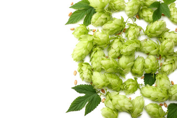 Hop cones and wheat ears isolated on white background. Beer brewing ingredients. Beer brewery...