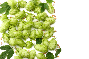 Hop cones and wheat ears isolated on white background. Beer brewing ingredients. Beer brewery...