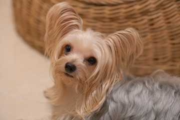 可愛い 小型 犬 ヨークシャテリア Wall Mural Wallpaper Murals Mikito