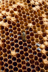 Close up view of the working bee on the honeycomb with sweet honey..