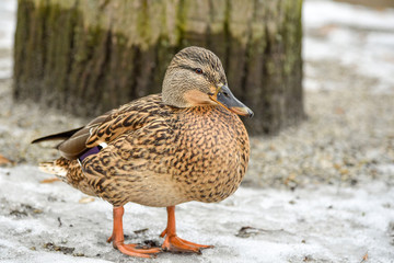 Duck gray bright walks on the melting snow in early spring color macro