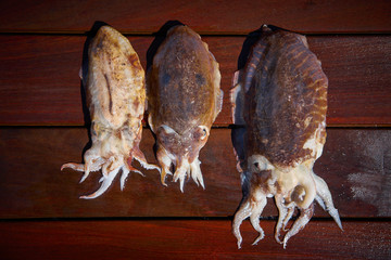 Cuttlefish squid from Mediterranean catch